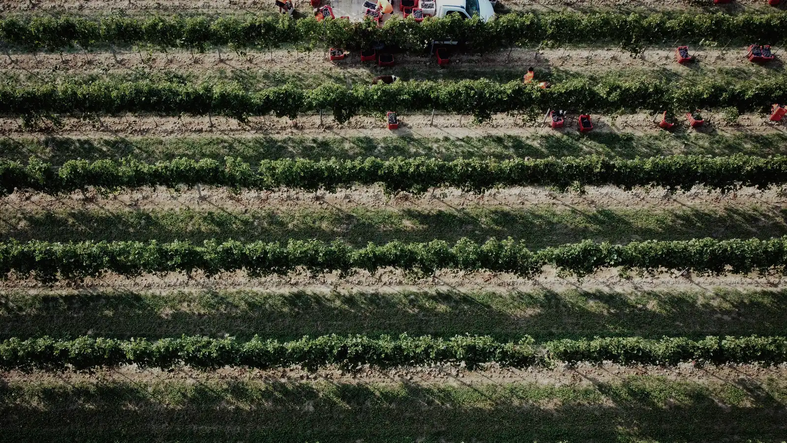 La vendemmia vista dall’alto: le cassette rosse lungo i filari, fra le righe verdi dell’inerbimento