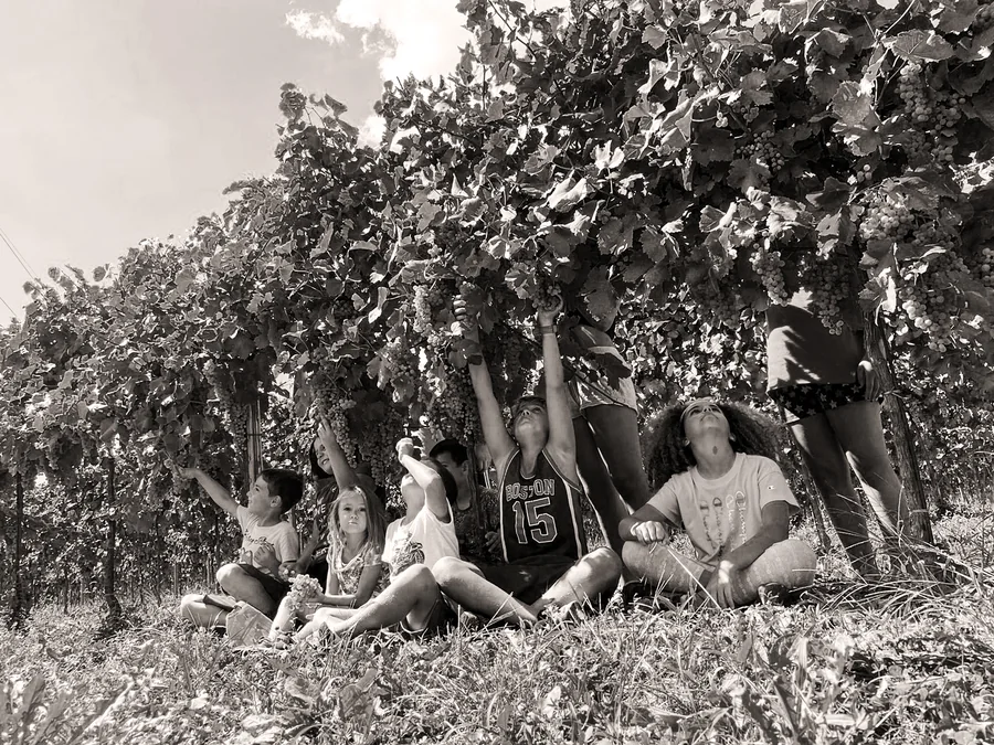 Mani che reggono un grappolo appena staccato, durante la vendemmia