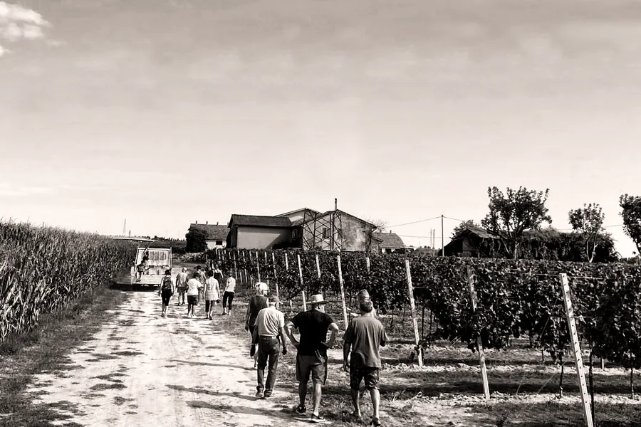 La famiglia risale la strada bianca verso la cascina, tra i filari