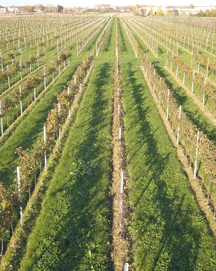 I filari della tenuta visti dall’alto in autunno, che convergono verso l’orizzonte