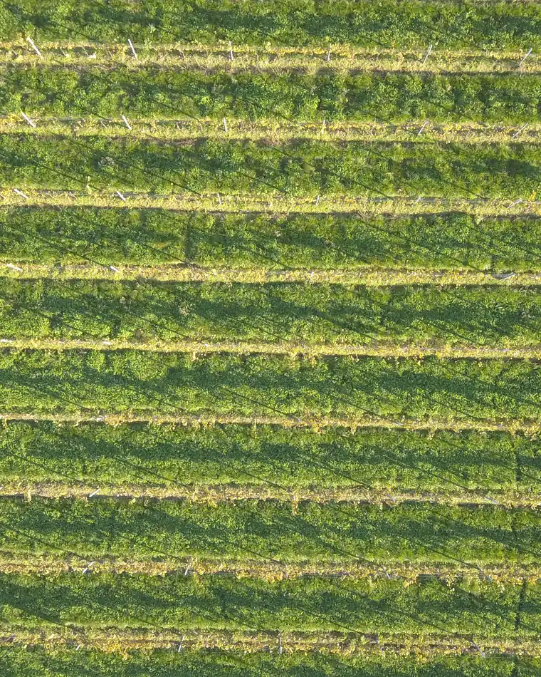 Le righe regolari delle viti sulla terra scura, viste a picco dal drone