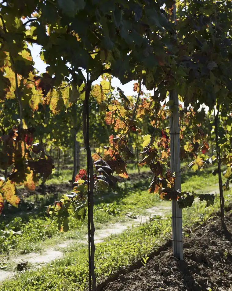Un filare in autunno con le foglie rosse e gialle e il sentiero d’erba a fianco