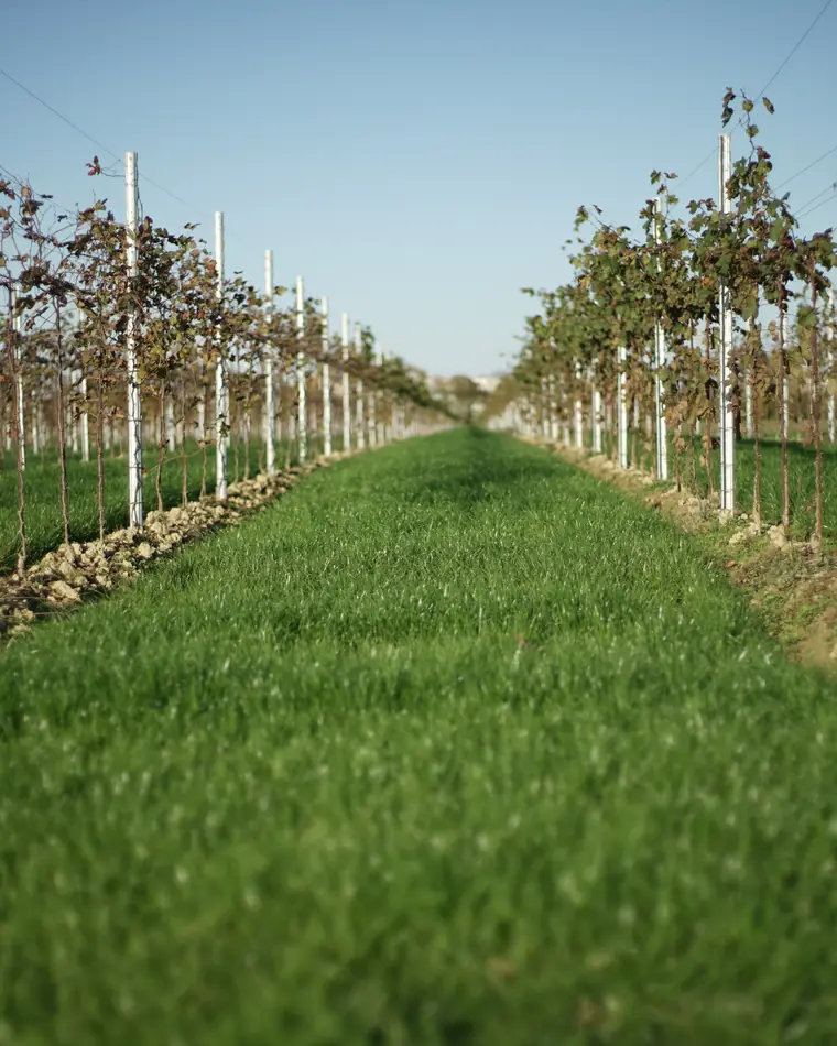 Corridoio d’erba verde fra due filari di viti, che si allontana verso l’orizzonte
