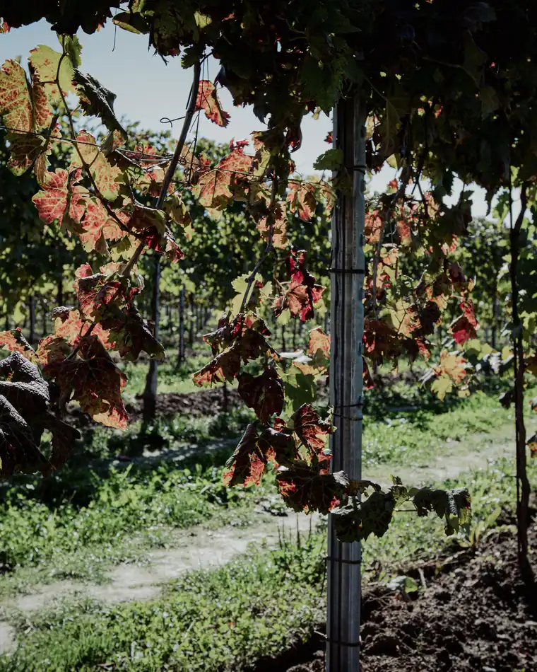 Dentro un filare in autunno, con le foglie della vite girate al rosso
