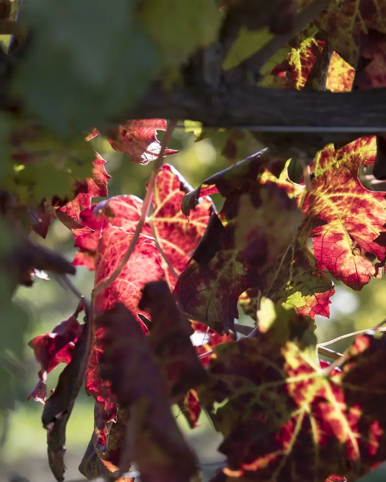 Foglie di vite di un rosso acceso, in controluce a fine stagione