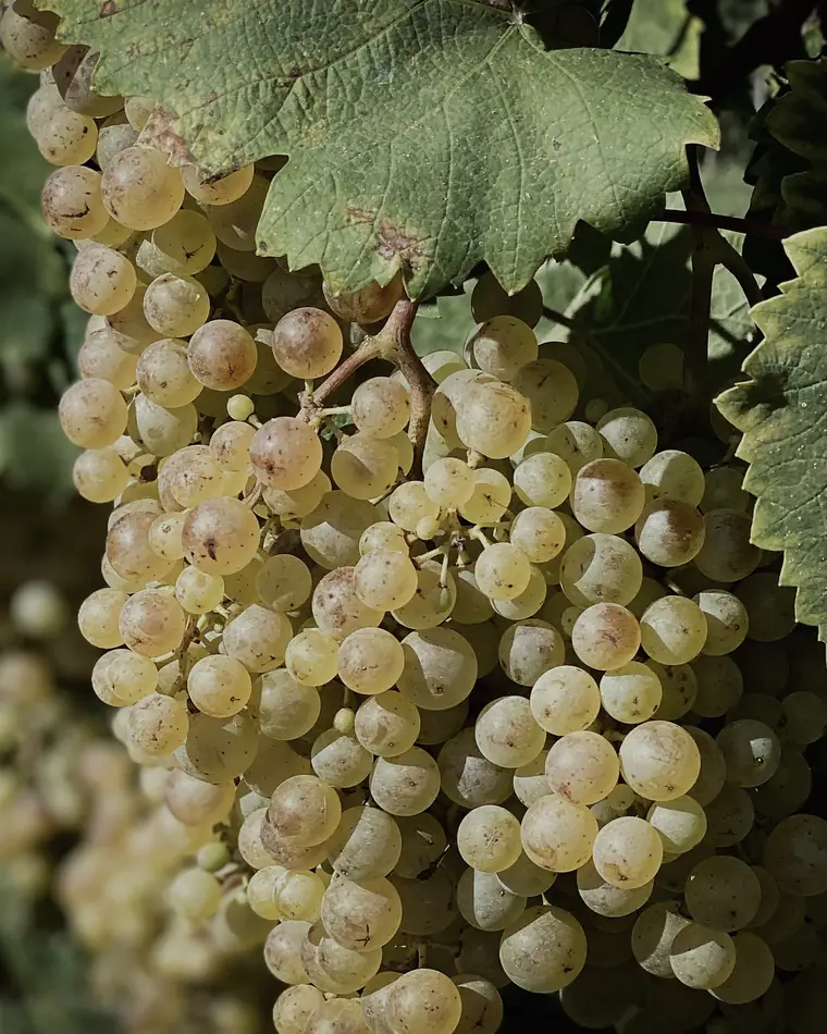 Grappolo fitto di uva Glera bianca, riparato dalle foglie larghe della vite