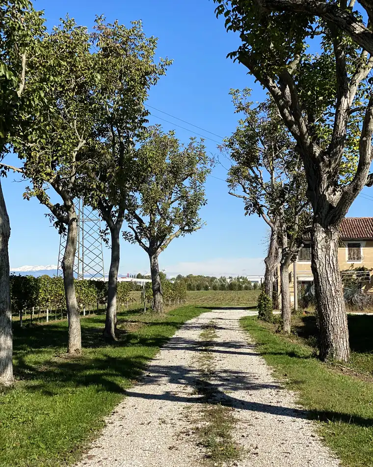La strada bianca di campagna che passa fra due file di pioppi