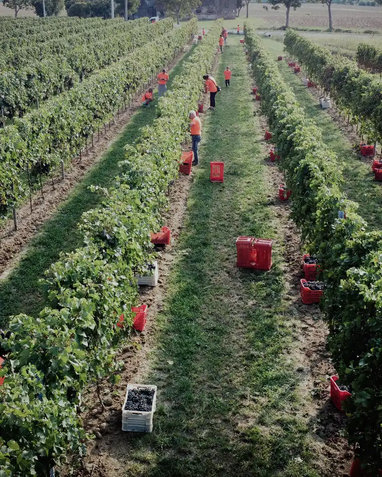 Vista aerea dei filari durante la vendemmia, con i secchi rossi e le persone al lavoro