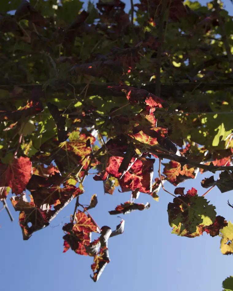 La volta delle foglie di vite rosse e verdi vista da sotto, contro il cielo azzurro