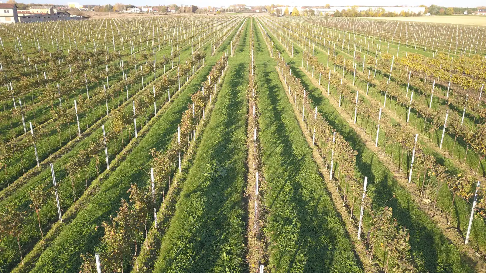 Il vigneto ripreso dall’alto in autunno: filari paralleli che corrono verso la pianura