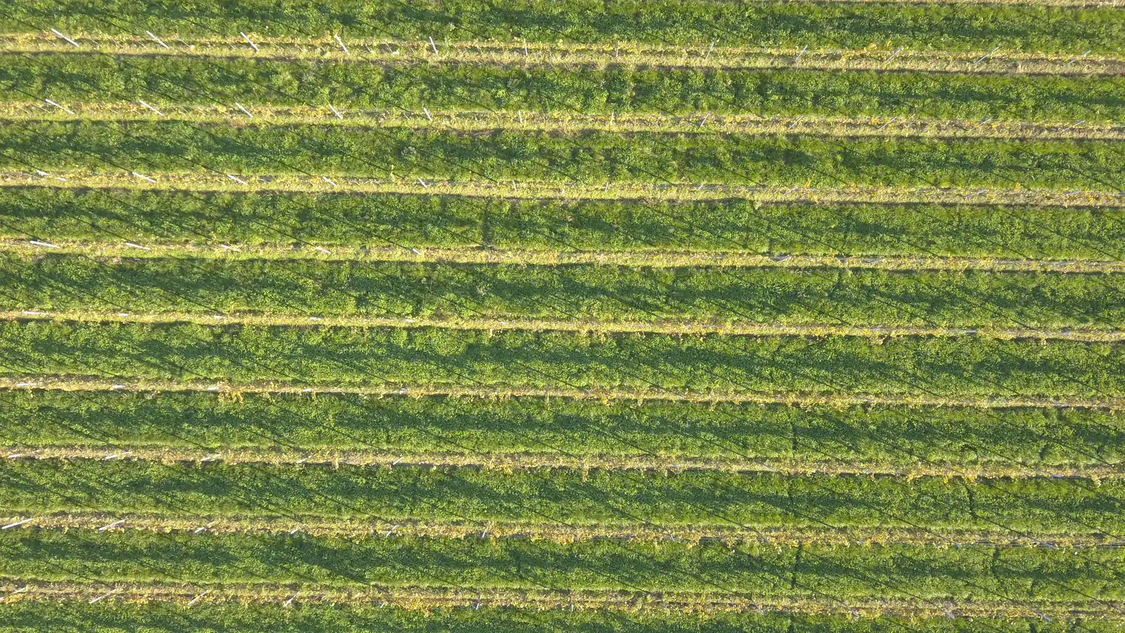 Le righe delle viti viste dall’alto, verde dell’inerbimento fra i filari